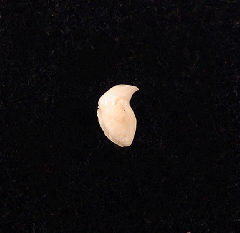 Whale shark tooth - Modern | Buried Treasure Fossils
