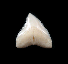 Big Modern Whitetip tooth for sale | Buried Treasure Fossils