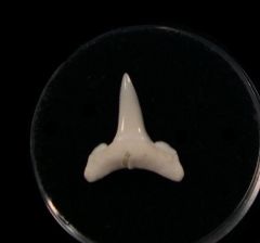 Modern Whitetip shark tooth for sale | Buried Treasure Fossils
