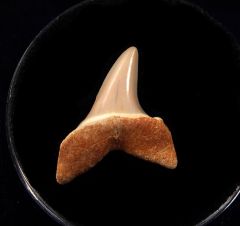 Baja Isurus oxyrinchus tooth fro sale | Buried Treasure Fossils