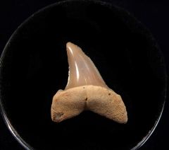 Mexico Mako shark tooth for sale | Buried Treasure Fossils