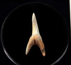 Mexico Mako shark tooth for sale | Buried Treasure Fossils