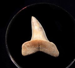 Mexico Mako shark tooth for sale | Buried Treasure Fossils
