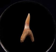 Mexico Mako shark tooth for sale | Buried Treasure Fossils