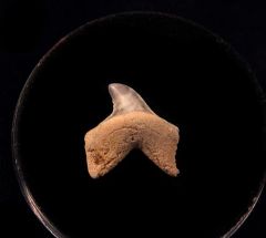 Mexico Mako shark tooth for sale | Buried Treasure Fossils