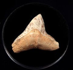Carcharhinus leucus : Mexico
