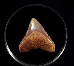 Carcharhinus leucus : Mexico