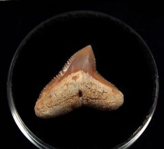 Real Mexican Bull shark tooth for sale | Buried Treasure Fossils