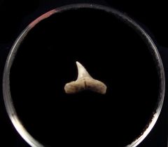 Baja Alopias supercilliosus tooth for sale | Buried Treasure Fossils