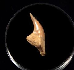 Baja Hemipristis serra tooth fro sale | Buried Treasure Fossils