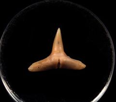 Negaprion brevirostos
