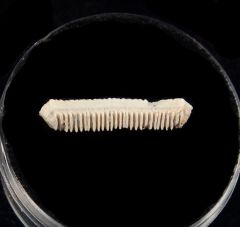 Rhinopters ray tooth for sale | Buried Treasure Fossils