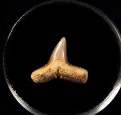 Baja Carcharhinus egertoni tooth for sale | Buried Treasure Fossils