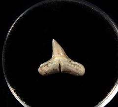 Carcharhinus egertoni : Mexico