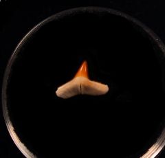 Baja Carcharhinus macloti tooth for sale | Buried Treasure Fossils