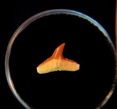 Baja Carcharhinus brachyurus tooth for sale | Buried Treasure Fossils