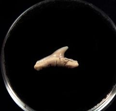 Real Carcharhinus brachyurus tooth for sale | Buried Treasure Fossils