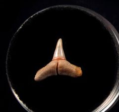 Real Baja Carcharhinus limbatus tooth for sale | Buried Treasure Fossils