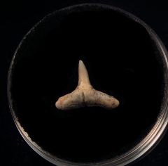 Real Baja Carcharhinus limbatus tooth for sale | Buried Treasure Fossils