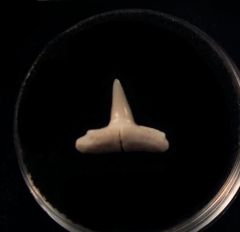 Real Baja Carcharhinus limbatus tooth for sale | Buried Treasure Fossils