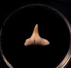 Real Baja Carcharhinus limbatus tooth for sale | Buried Treasure Fossils