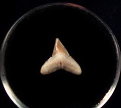 Rare Baja Carcharhinus falciformis tooth for sale | Buried Treasure Fossils