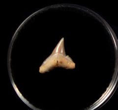 Rare Mexican Carcharhinus falciformis tooth for sale | Buried Treasure Fossils