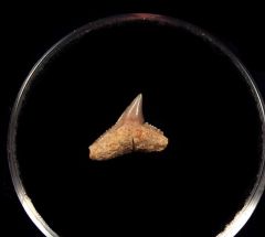 Rare Mexican Carcharhinus falciformis tooth for sale | Buried Treasure Fossils