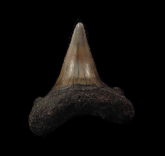 Netherlands Escheri Mako shark tooth for sale | Buried Treasure Fossils