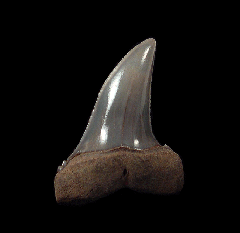 Netherlands Escheri Mako shark tooth | Buried Treasure Fossils