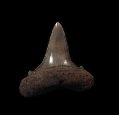 Netherlands Carcharomodus escheri tooth for sale | Buried Treasure Fossils