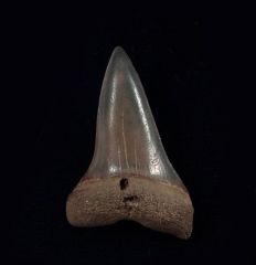 Carcharodon hastalis                 