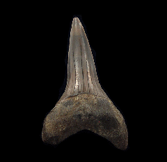 Netherlands Mako shark tooth for sale | Buried Treasure Fossils