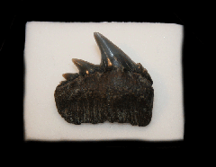 Notorhynchus cependianus      