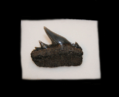 Notorhynchus cependianus      
