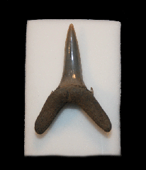 Carcharias vorax tooth from the Netherlands | Buried Treasure Fossils