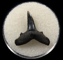 Carcharias vorax tooth - Netherlands 