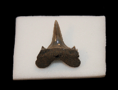 Lamna nasus - Netherlands | Buried Treasure Fossils