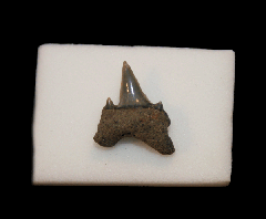 Lamna nasus tooth - Netherlands | Buried Treasure Fossils