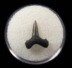 Lamna nasus tooth - Netherlands for sale | Buried Treasure Fossils