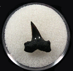 Lamna nasus tooth from the Netherlands for sale | Buried Treasure Fossils