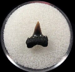Lamna nasus tooth from the Netherlands | Buried Treasure Fossils