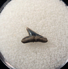 Sphyrna arambourgi - Netherlands | Buried Treasure Fossils