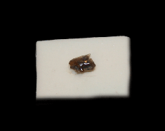 Squalus acanthius from the Netherlands | Buried treasure Fossils