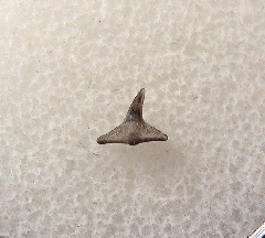 Squatina subserrata tooth - Netherlands | Buried Treasure Fossils