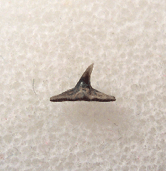 Squatina subserrata - Netherlands | Buried Treasure Fossils