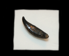 Dolphin Tooth       