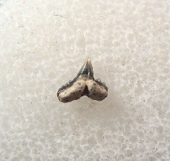 Palaeogaleus faujasi tooth - Netherlands | Buried Treasure Fossils