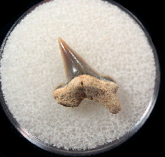 Pseudocorax affinis - Netherlands | Buried Treasure Fossils