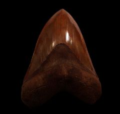 Large Meherrin River Megalodon tooth for sale | Buried Treasure Fossils